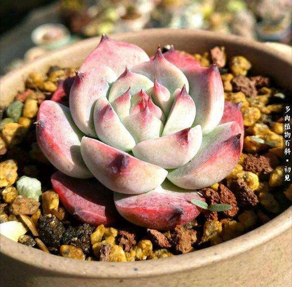 冬天多肉大概多久浇水一次