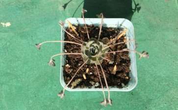 我的子持莲华多肉这样正常吗 图片