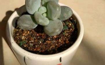 浙江冬天晚上0度 多肉要搬进来吗