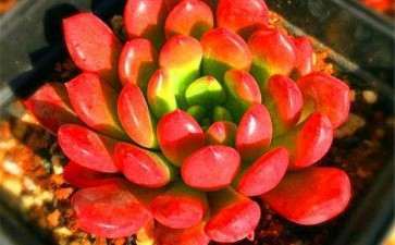 可以吗才能看出多肉有没有服盆 图片