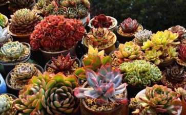 多肉在小盆怎么移到大盆的方法