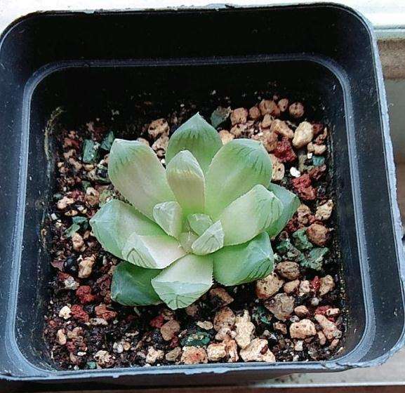 我的玉露多肉怎么了