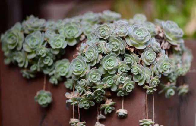 子持莲华多肉在冬天要浇水吗