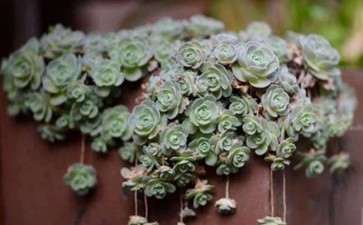 子持莲华多肉在冬天要浇水吗 图片