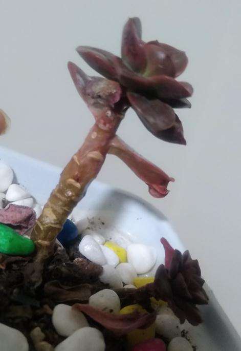 巧克力方砖多肉是不是黑腐病