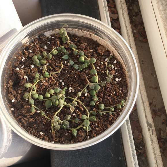 佛珠多肉越养越干瘪