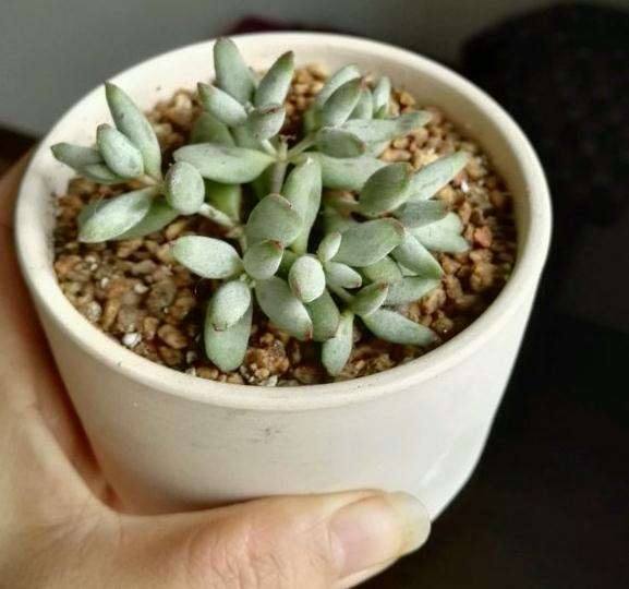 佛珠多肉越养越干瘪 还发黑 怎么办