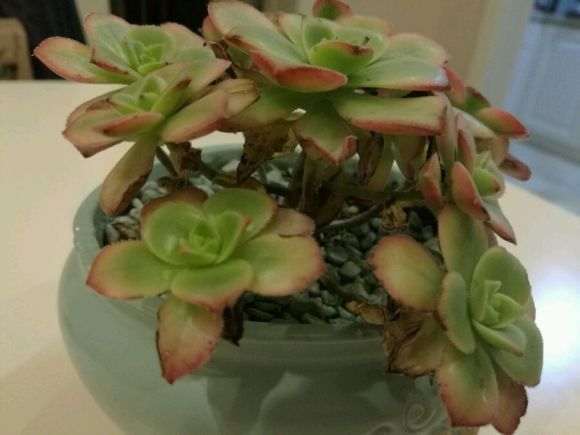 多肉种了10天左右 叶子都干瘪了