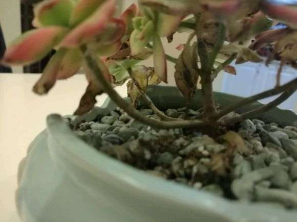 多肉种了10天左右 叶子都干瘪了