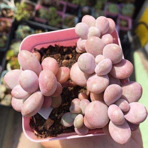 桃蛋多肉上盆1个月 叶子一碰就掉