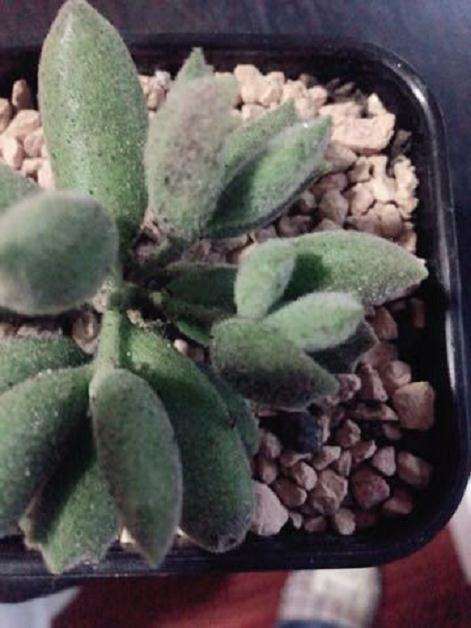 多肉叶插在冬天怎么养护的方法