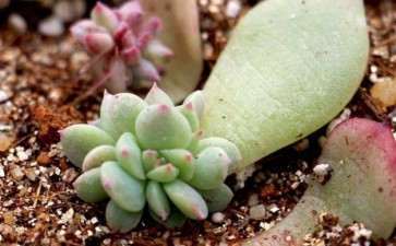 多肉叶插在冬天怎么养护的方法