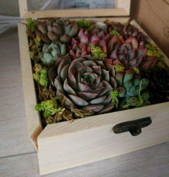 多肉第一次浇水后 盒炸开了