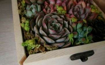 多肉第一次浇水后 盒炸开了 图片