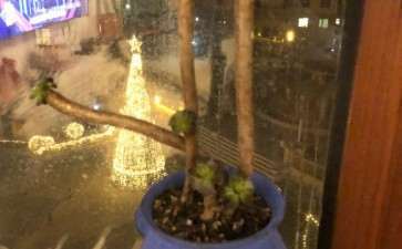 多肉被商家打矮壮素了 怎么办