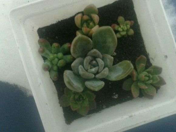 这多肉是生病 还是冻伤 需要搬进室内吗