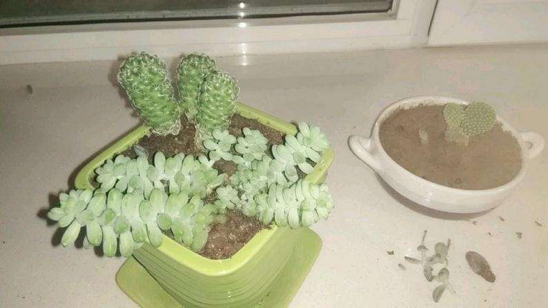 多肉叶片发黄还有个干枯