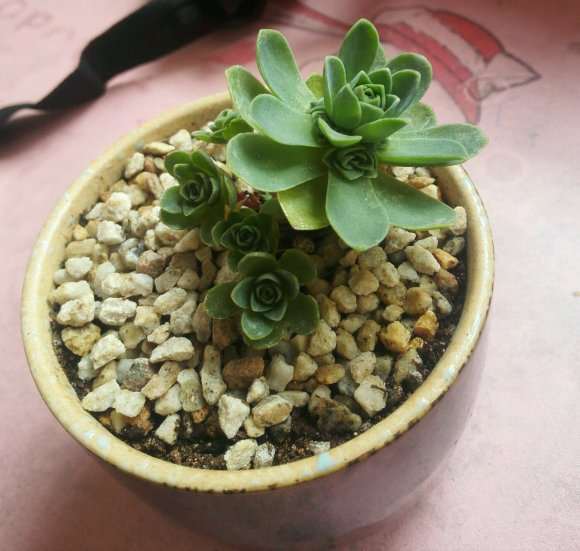 多肉叶片发黄还有个干枯