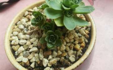 多肉叶片发黄还有个干枯 怎么办