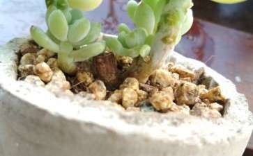 劳尔多肉砍头后 感觉化水了 图片