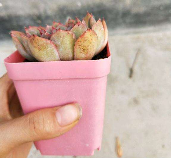 我的多肉不会又长烟煤病了吧