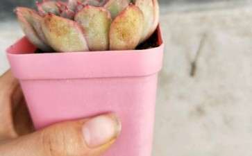 我的多肉不会又长烟煤病了吧 图片