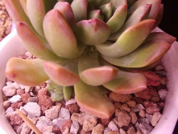 我的多肉不会又长烟煤病了吧