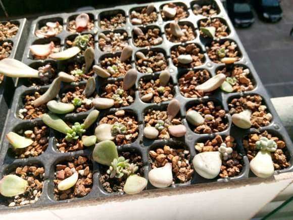 温州寒假多肉叶插苗会死吗