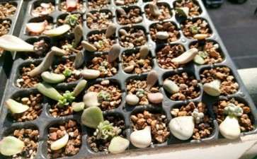 温州寒假多肉叶插苗会死吗 图片