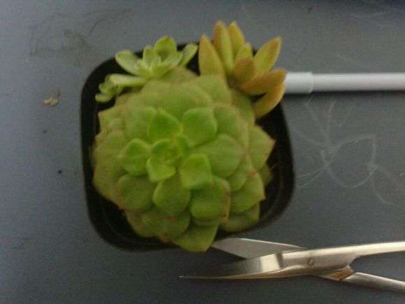 多肉上盆可以土挖个洞 根部埋进去吗