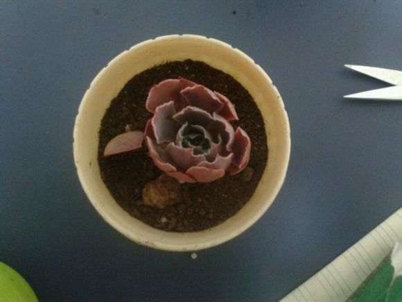 多肉上盆可以土挖个洞 根部埋进去吗