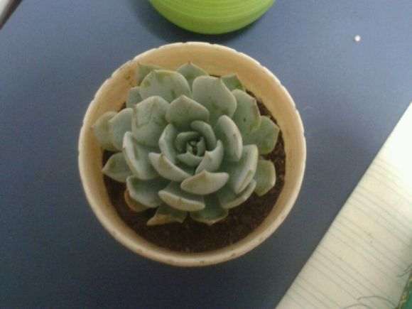 多肉上盆可以土挖个洞 根部埋进去吗