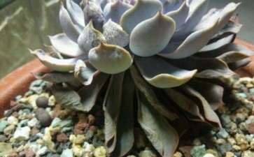 我的蓝石莲多肉这是怎么了 图片