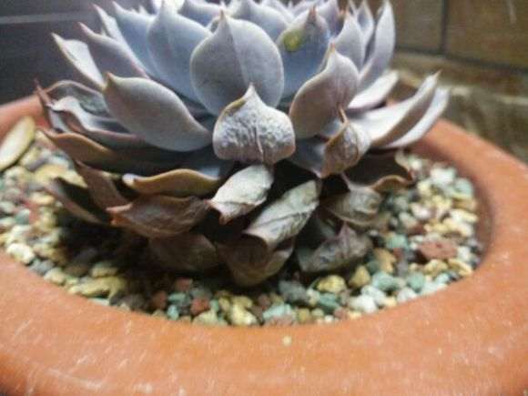 多肉搬回来后有两盆叶片发软