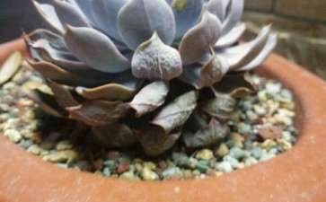 多肉搬回来后有两盆叶片发软