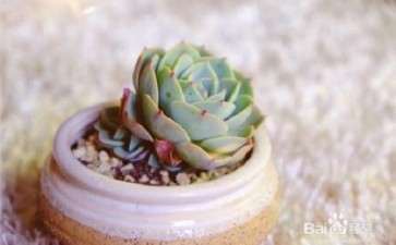 多肉植物的叶子发软 怎么办 图片