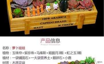 下雪天 多肉刚栽下 需要注意什么