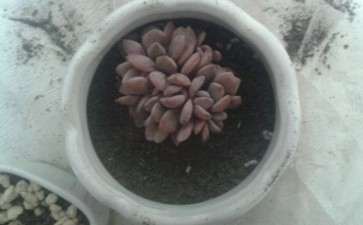 多肉这是怎么了 还有就是怎么养图片