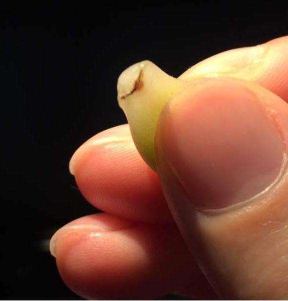 这个多肉叶子还能发芽吗 图片