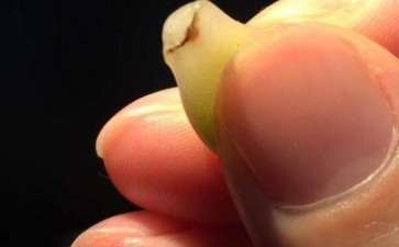 这个多肉叶子还能发芽吗 图片