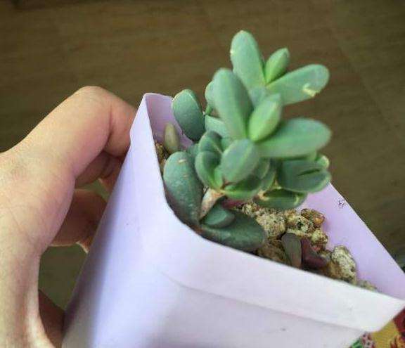 鹿角海棠多肉 白色的伤 怎么办