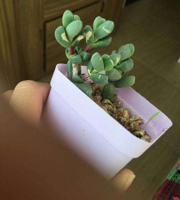 鹿角海棠多肉 白色的伤 怎么办