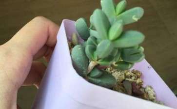 鹿角海棠多肉 白色的伤 怎么办