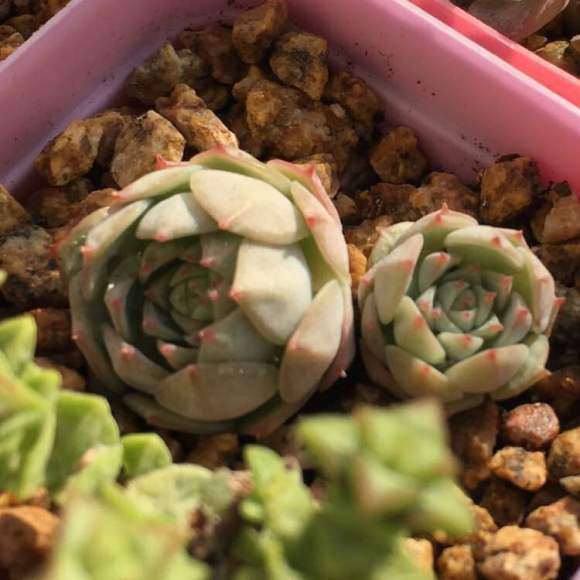 鹿角海棠多肉 白色的伤 怎么办