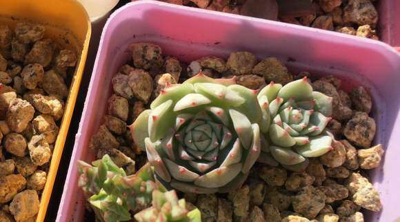 鹿角海棠多肉 白色的伤 怎么办