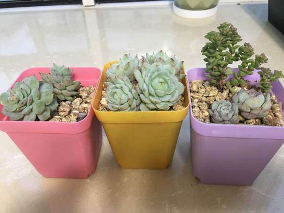 花鸟市场买的静夜多肉