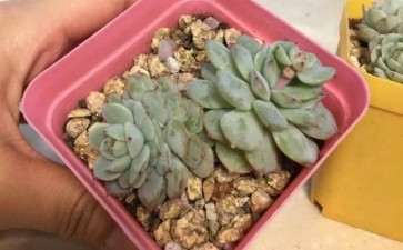 花鸟市场买的静夜多肉 可以吗 图片