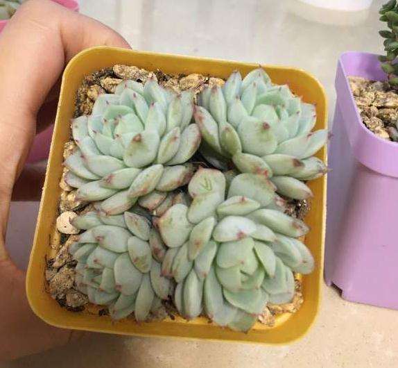 多肉修根上盆能浇水晒太阳吗