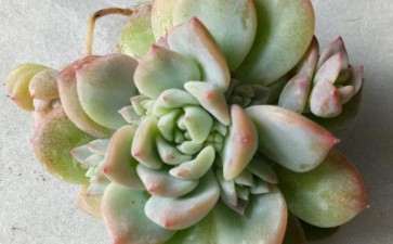 这些是粉蔓多肉的花剑么 图片