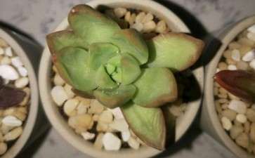 买来的多肉撸了好几片叶子 怎么办